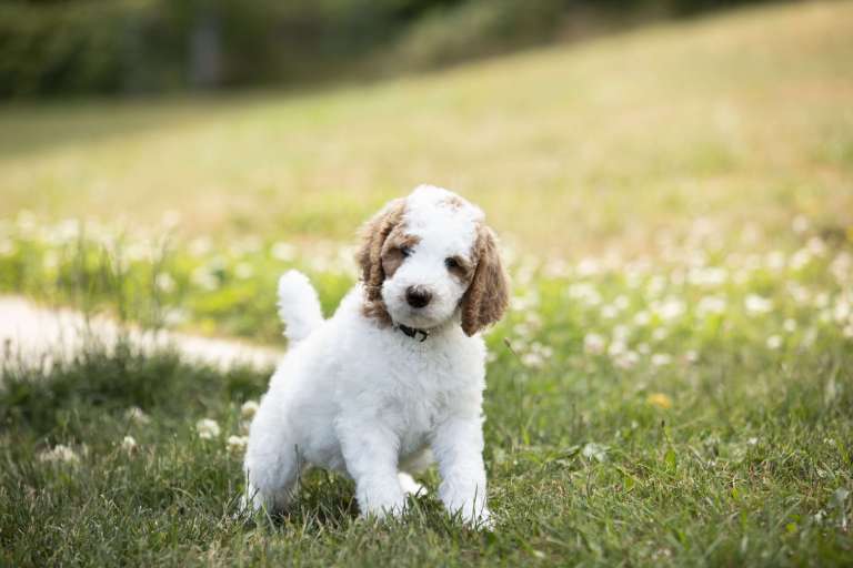 White and red Poodle puppy standing on grass