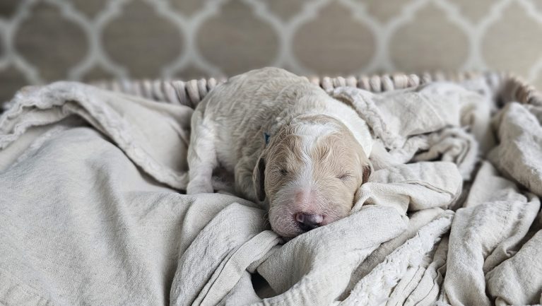 a dog sleeping in a basket