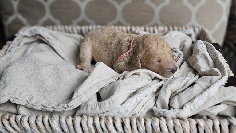 a puppy sleeping in a basket