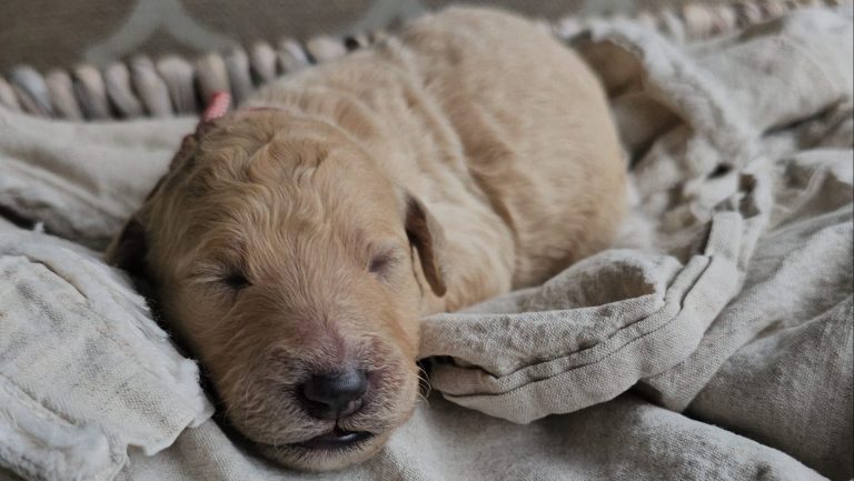 a puppy sleeping on a blanket