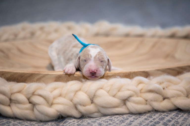 a puppy sleeping on a blanket