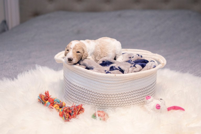 a dog lying in a basket
