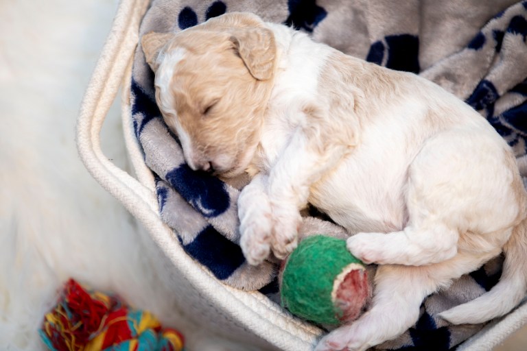 a puppy sleeping in a basket with a ball