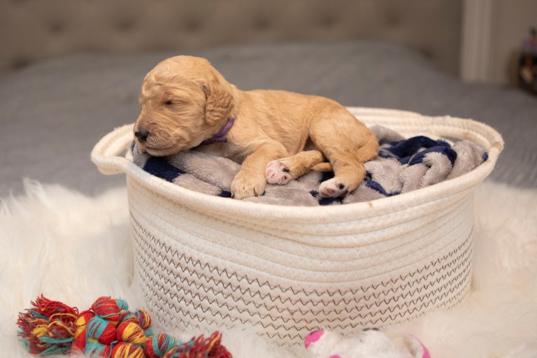 a puppy sleeping in a basket
