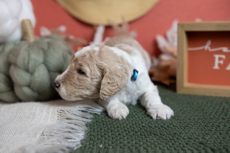 a puppy lying on a rug