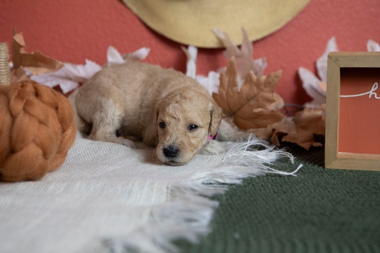 a puppy lying on a blanket