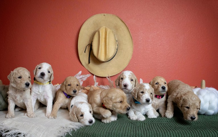 Group of eight F1B Standard Goldendoodle puppies with different colored collars, posed in front of a western hat and decor.