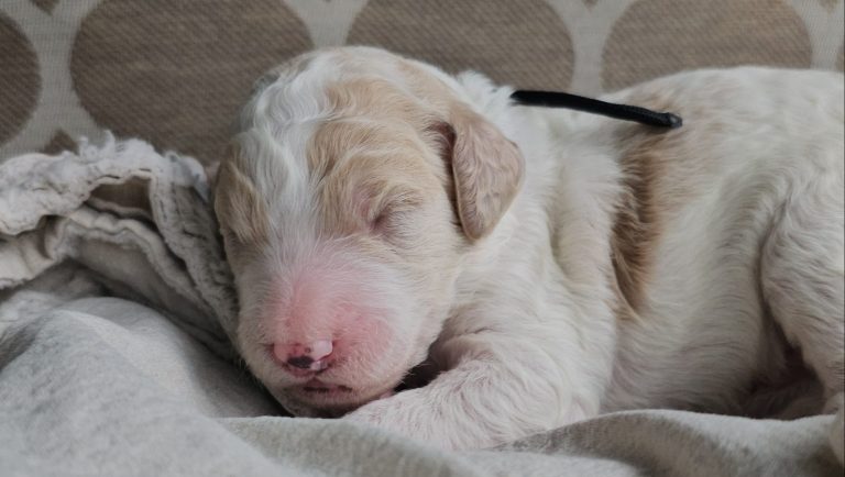 a puppy sleeping on a blanket