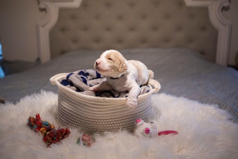 a puppy lying in a basket