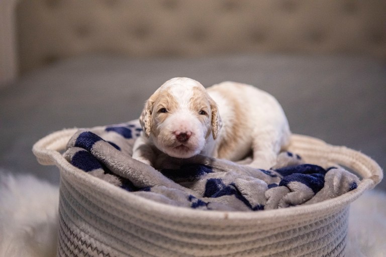 a puppy lying in a basket