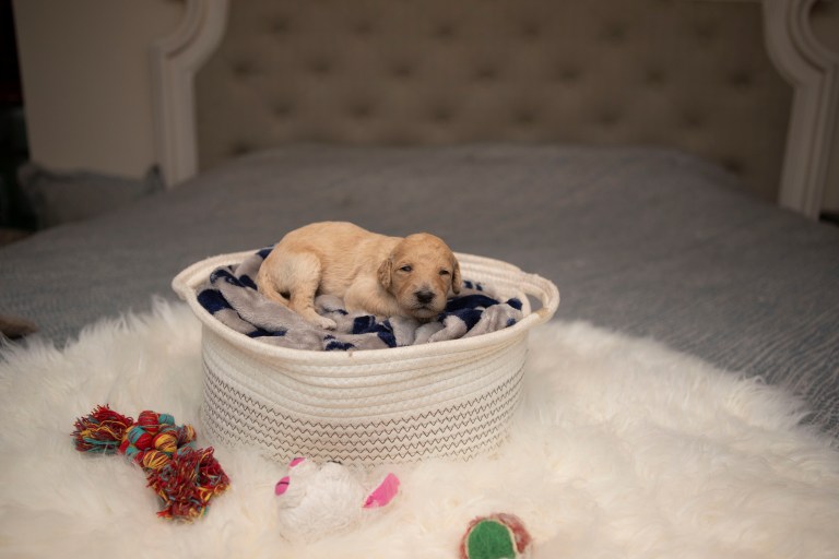a puppy lying in a basket