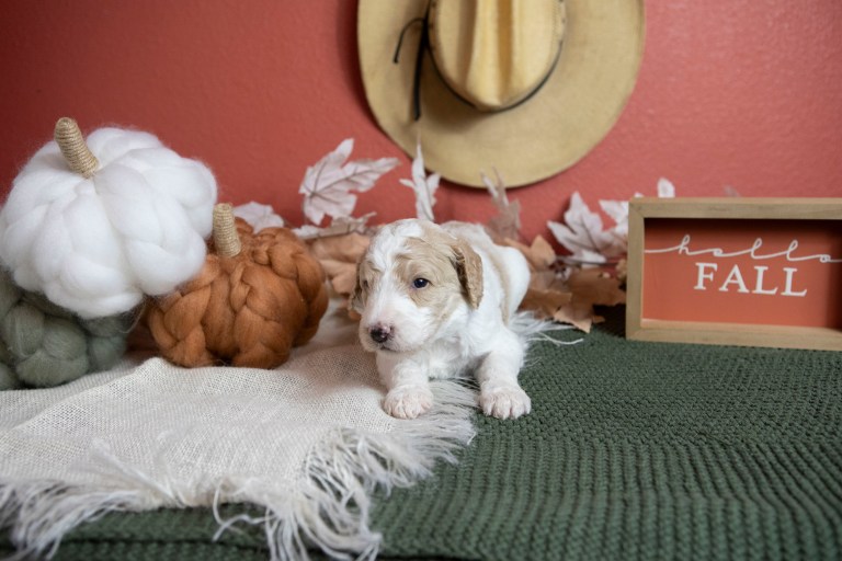 a puppy lying on a blanket