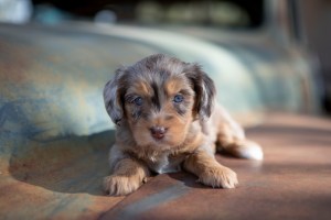 a small brown and black puppy lying on a rusty surface