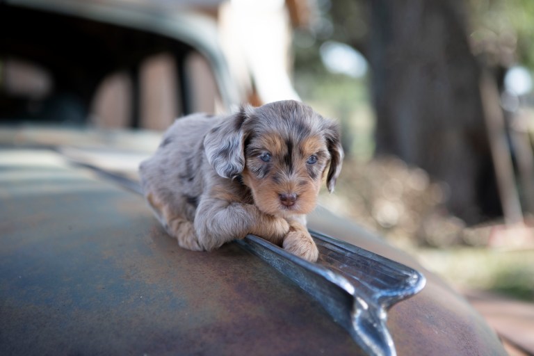 a puppy on a car hood