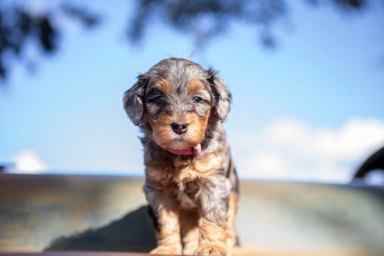 a dog standing on a table