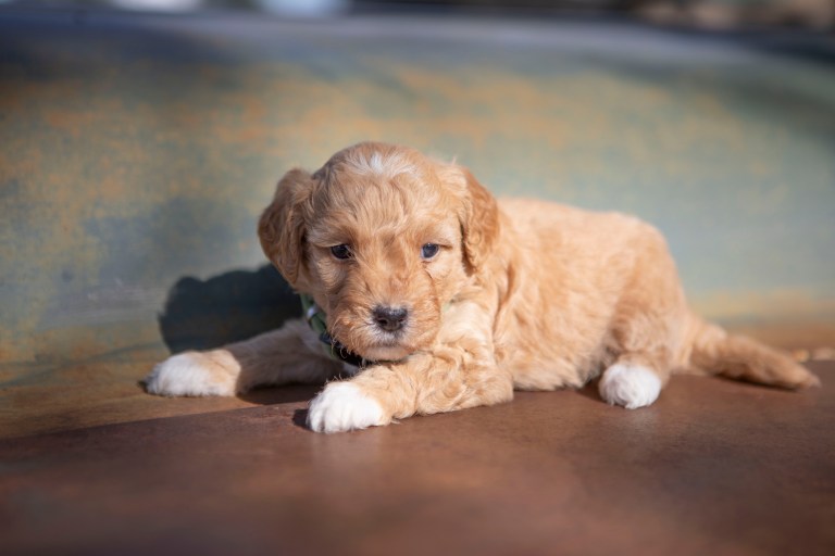 a golden puppy lying on a metal surface