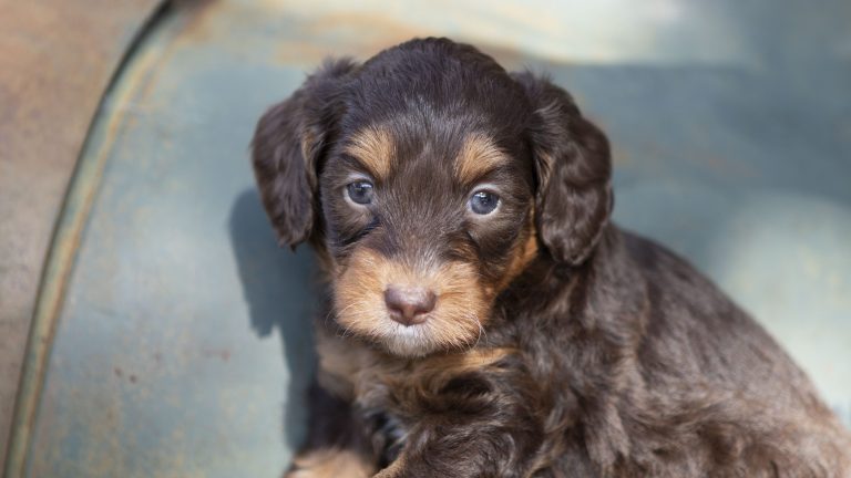 a brown puppy looking at you