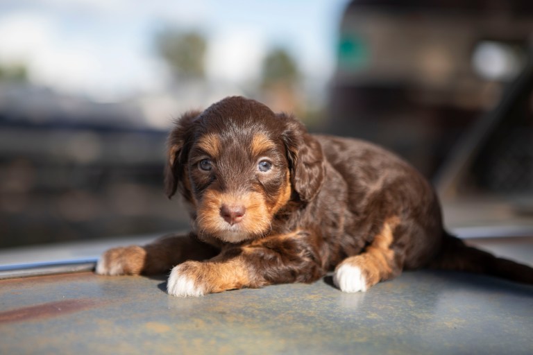 a brown and tan puppy lying on a table