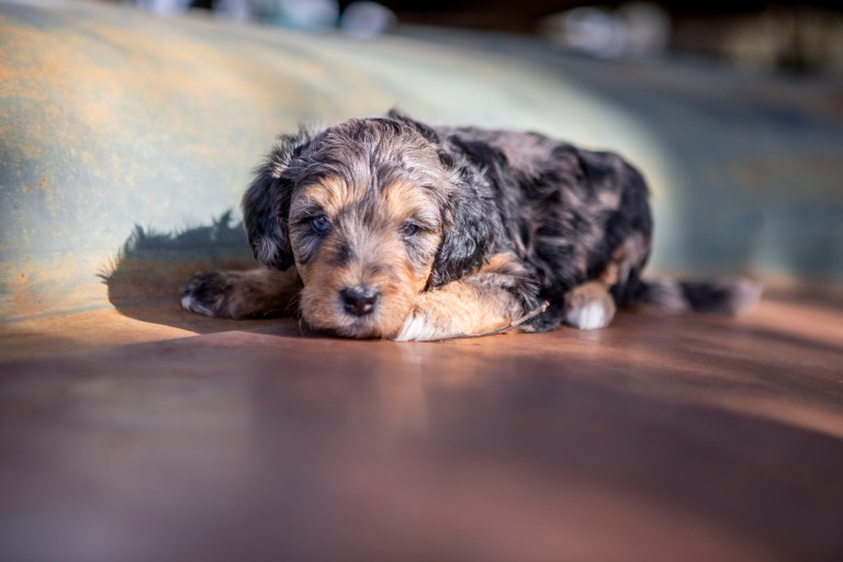 a merle puppy lying down