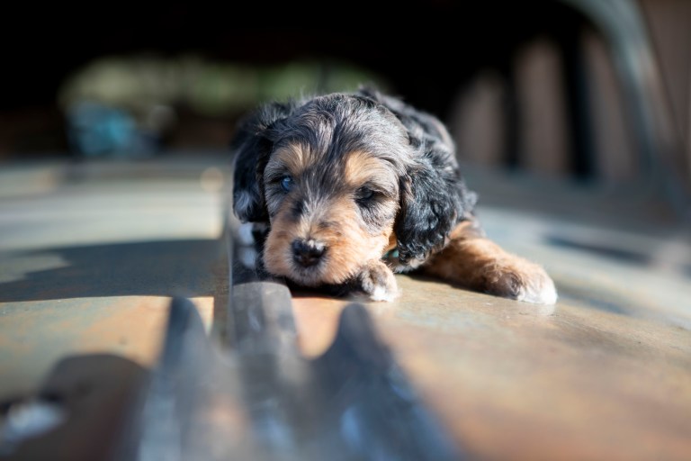 a merle puppy lying down
