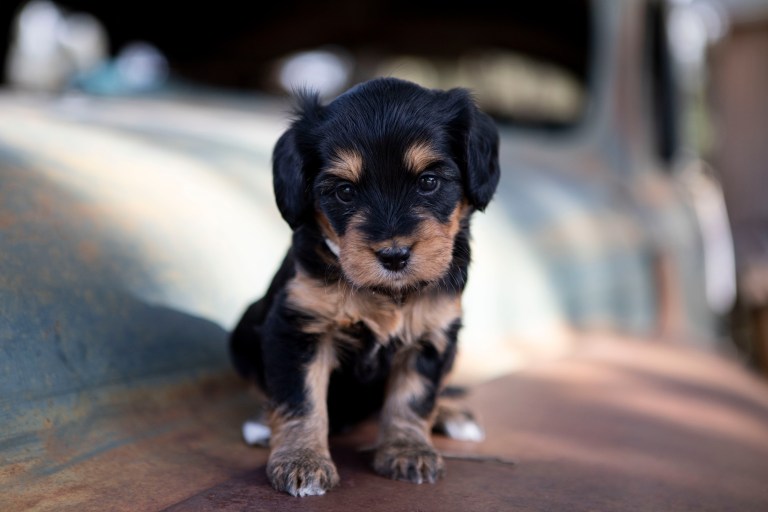 a small black and brown puppy sitting on a metal surface