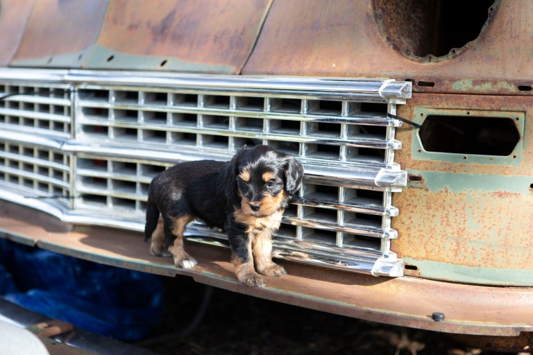 a black and brown puppy standing on a car grill