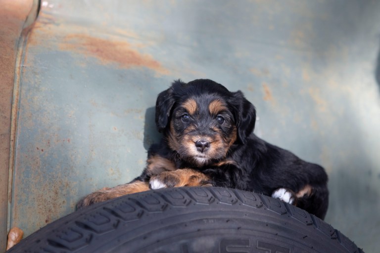 a black and brown dog lying on a tire
