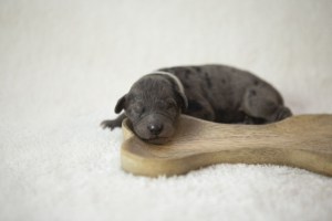 Newborn male Golden Mountain Doodle puppy named Wilbur Wright, resting on a wooden bone-shaped board with a merle coat.