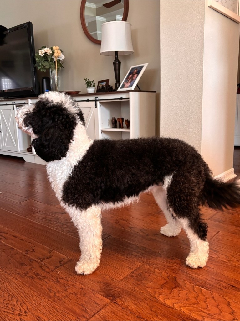 Mini Bernedoodle stud in alert stance with curly black and white coat at Gold Diamond Pup