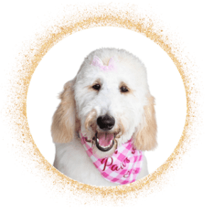 F1 Standard Goldendoodle profile photo