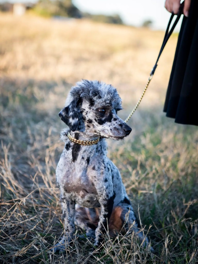 Caspian, an AKC merle Poodle stud, standing in profile on leash in a grassy field.