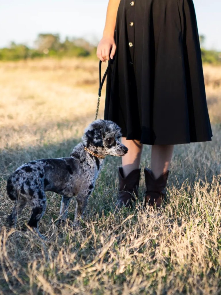 Caspian, an AKC merle Poodle stud, walking toward the camera on a leash in a sunlit field.