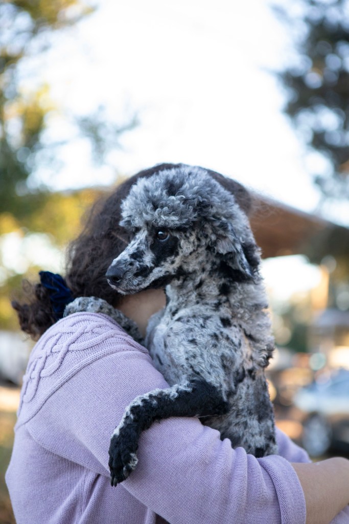 Caspian, an AKC merle Poodle stud, being held in someone’s arms outdoors with a softly blurred background.