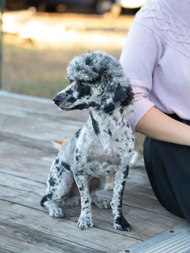 Caspian, an AKC merle Poodle stud, sitting calmly beside a person on a wood outdoors.