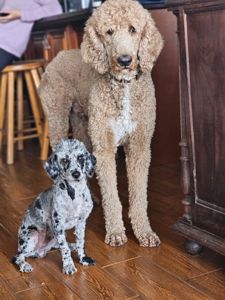 Caspian, an AKC merle Poodle stud, sitting indoors next to a larger curly-coated Poodle.