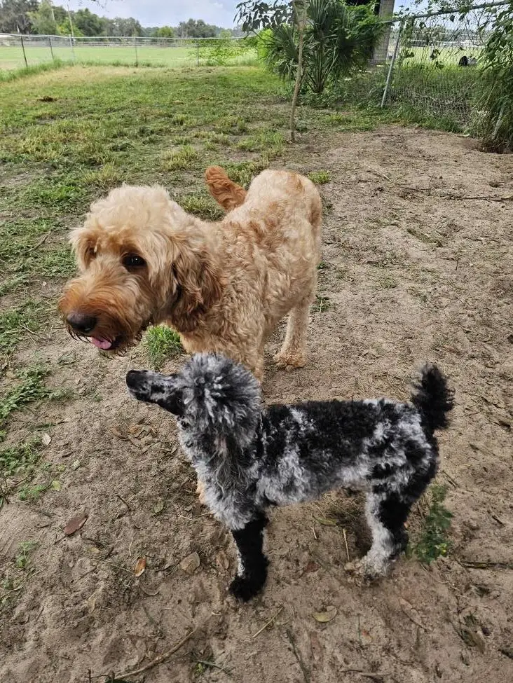 AKC merle toy poodle standing in a yard near another dog, promoting stud services in Tampa, FL.