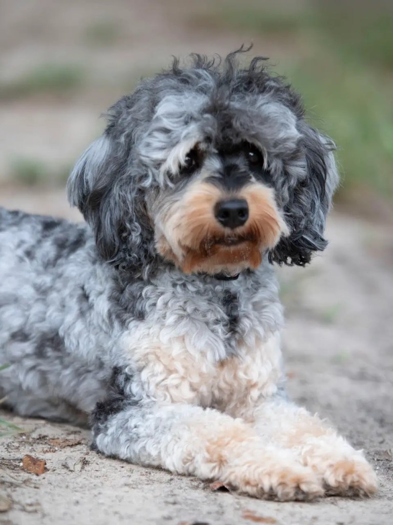 Cedric, a micro Bernedoodle stud, lying on sandy ground outdoors with a curly merle coat and tan muzzle.