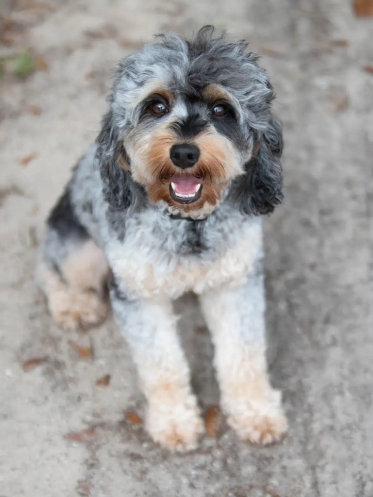 Front-facing close-up of Cedric, a micro Bernedoodle stud, sitting outdoors with a happy open-mouth expression in Tampa.