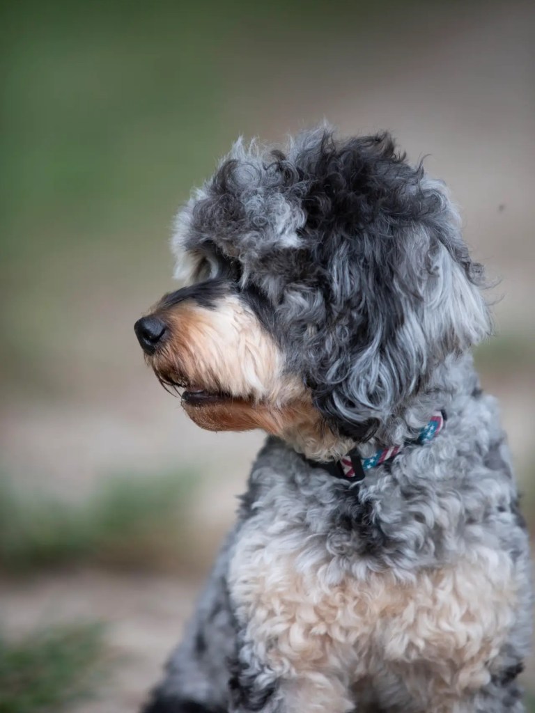 Side profile headshot of Cedric, a micro Bernedoodle stud, showing his curly coat and tan muzzle outdoors in Central Florida.