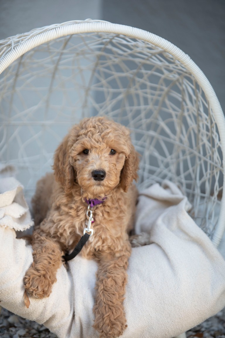 Available F1B Goldendoodle puppy Female Lucy lying on a soft blanket in a white chair, ready for her new home in Central Florida.