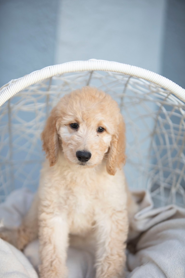 Available F1B Goldendoodle puppy Female Sally sitting on a soft blanket, ready for adoption in Central Florida.