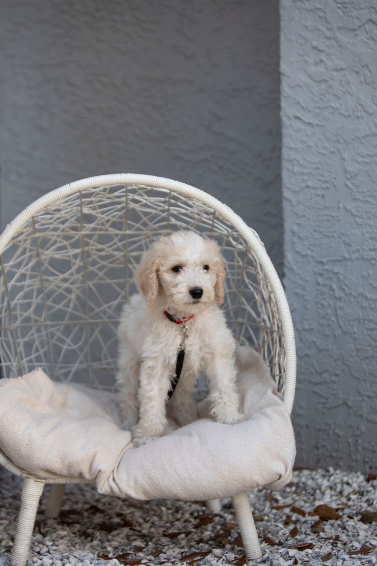 Available F1B Goldendoodle puppy Male Charlie Brown on a cushioned chair, ready for adoption in Central Florida.