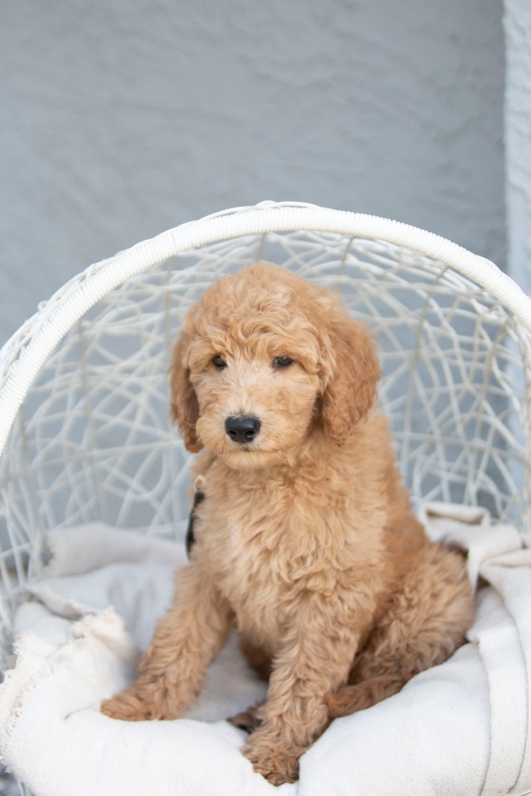 Available F1B Goldendoodle puppy Male Linus sitting on a cozy white chair, ready for his new home in Central Florida.